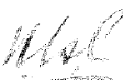 Signature of the Treasurer. 