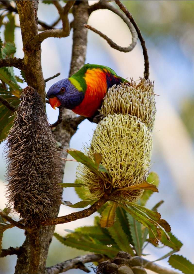Photograph of a rosella on a banksia seed pod