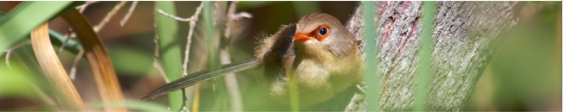 Photograph of a red-browed tree creeper perched on a branch