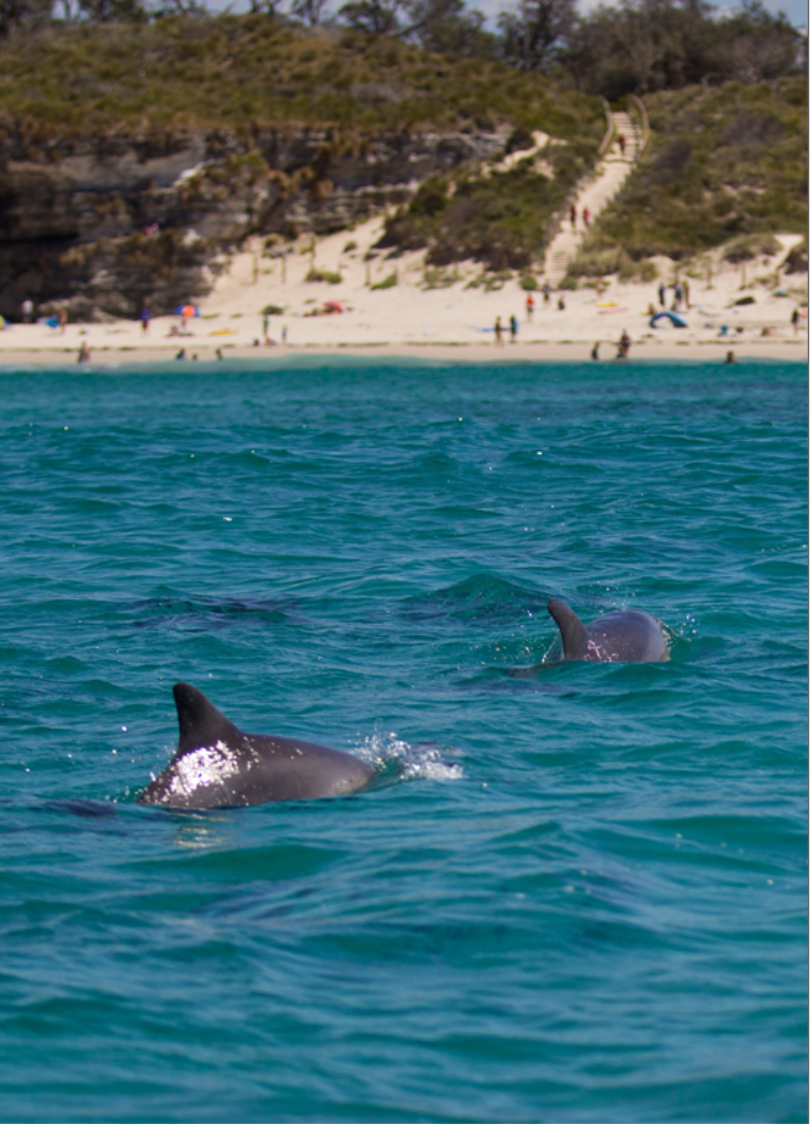 Photgraph of dolphins rising through the surface of the water - off the shore of Caves Beach in Booderee National Park