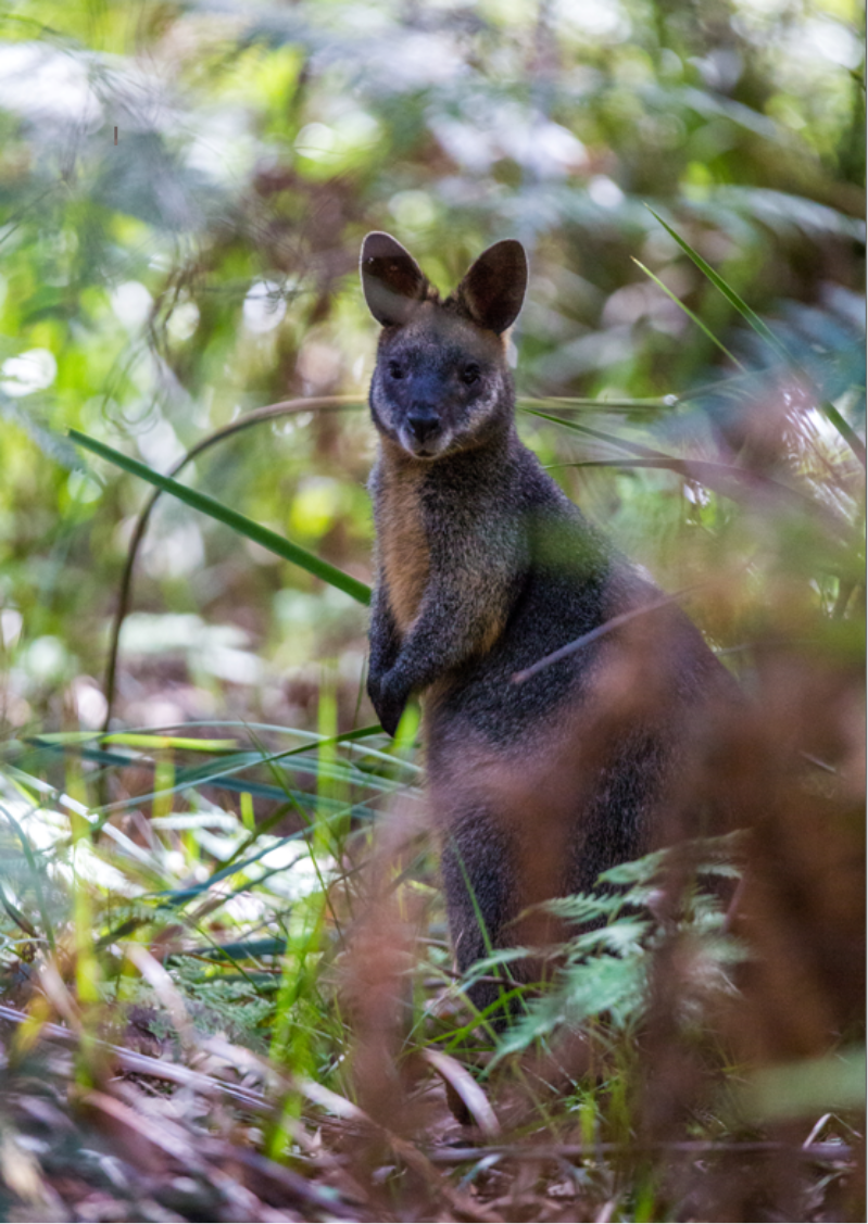 Photograph of a swamp wallaby