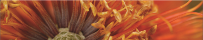 Close-up photograph of a banksia flower