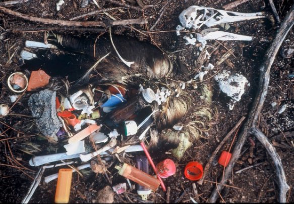 This extreme example of plastic ingestion is an albatross chick from Midway Island, USA, killed by the plastic it was fed by parent birds. Image copyright by Britta Denise Hardesty.