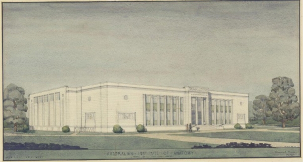 Drawing of Australian Institute of Anatomy by W. Heyward Morris