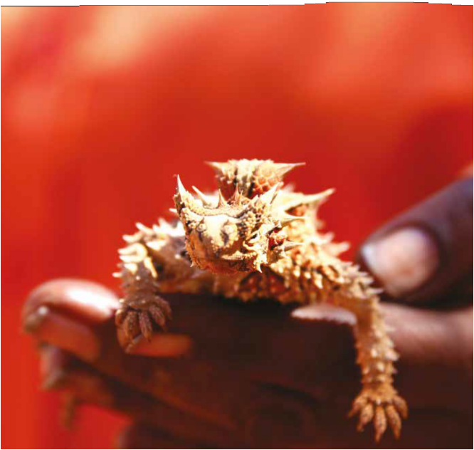 Chapter heading featuring an Indigenous symbol of a snake with three eggs and a human hand holding an Agamid lizard