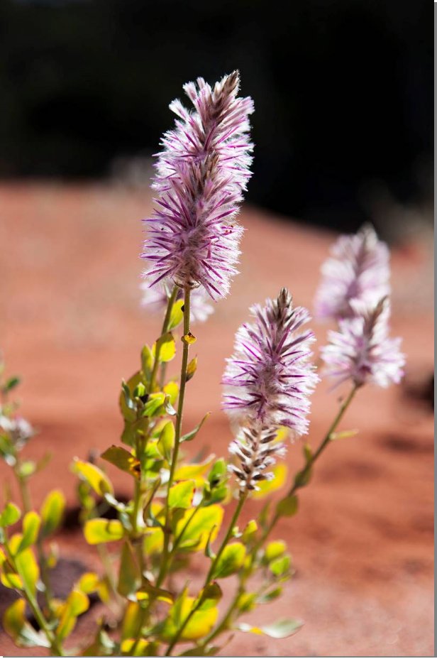Ptilotus exaltatus. Photographer: Andrew Tatnell ©Australian National Botanic Gardens 2013