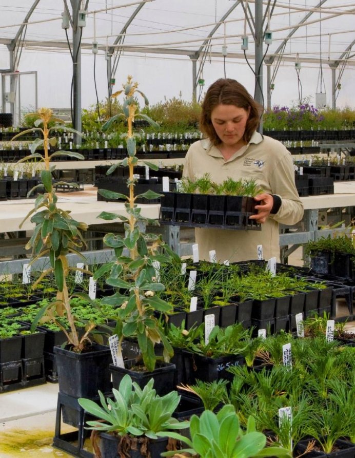 Propagating at the ANBG Nursery. Photographer: Andrew Tatnell ©Australian National Botanic Gardens 2011