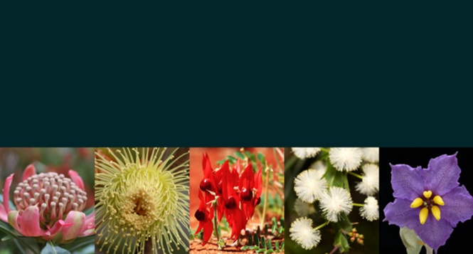 Five pictures of Australian native flora side-by-side

Description automatically generated