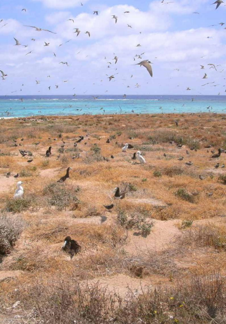 Seabirds