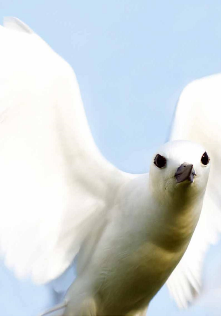 Seabird
