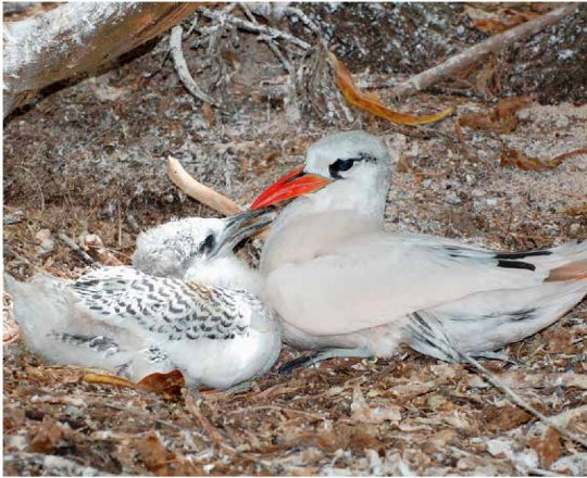 Photograph of adult and young Red-tailed Tropicbirds on their next on Lady Elliot Island, the Great Barrier Reef
