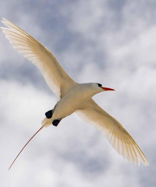 Photograph of a Red-tailed Tropicbird flying in blue sky and clouds