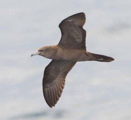 Photograph of a Wedge-tailed Shearwater over open ocean