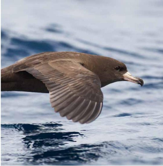 Photograph of a Flesh-footed Shearwater in flight over open ocean