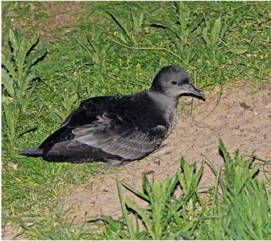 Photograph of a Short-tailed Shearwater during the night at its burrow