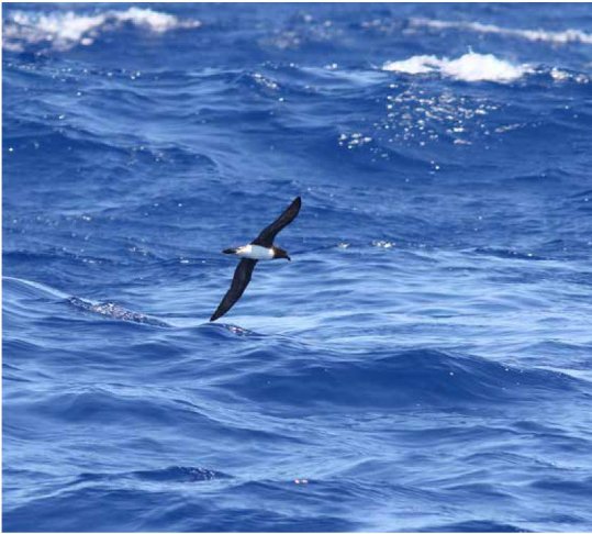 Photograph of a Tahiti Petrel in flight over open ocean