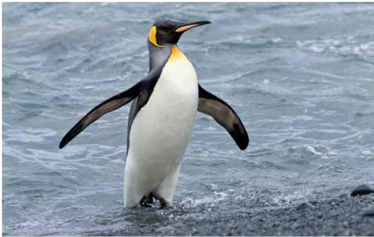 Photograph of an adult King Penguin