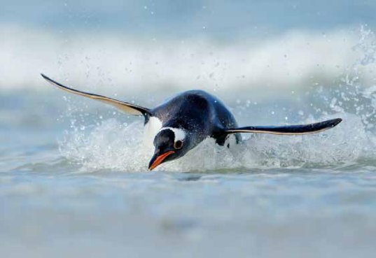 Photograph of an adult Gentoo Penguin diving in the ocean