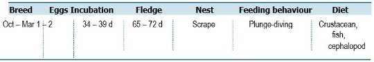 TABLE Species information for the Rockhopper Penguin (Eudyptes chrysocome)

