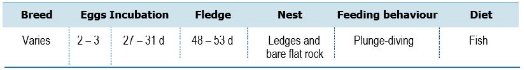 TABLE Species information for the Black-faced Cormorant (Phalacrocorax fuscescens)

