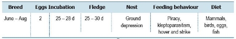 TABLE Species information for the Arctic Jaeger (Stercorarius parasiticus)