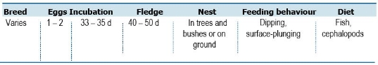 TABLE Species information for the Common Noddy (Anous stolidus)