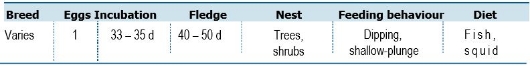 TABLE Species information for the Black Noddy (Anous minutus)








