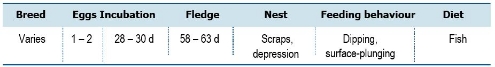 TABLE Species information for the Bridled Tern