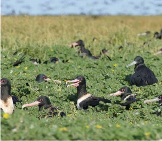 Photograph of Lesser Frigatebirds