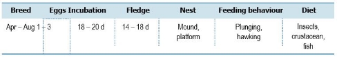 TABLE Species information for the White-winged Black Tern (Chlidonias leucopterus)


