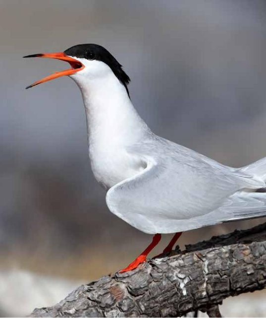 Photograph of an adult Roseate Tern on a branch