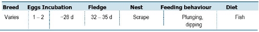 TABLE Species information for the Lesser Crested Tern (Thalasseus bengalensis)