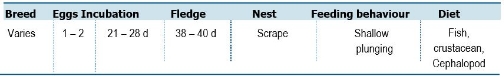 TABLE Species information for the Crested Tern (Thalasseus bergii)