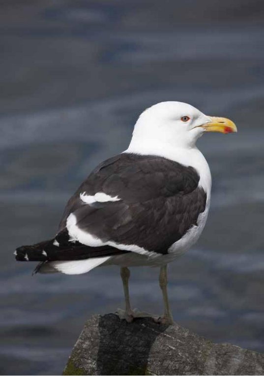 Photograph of an adult Kelp Gull on a rock