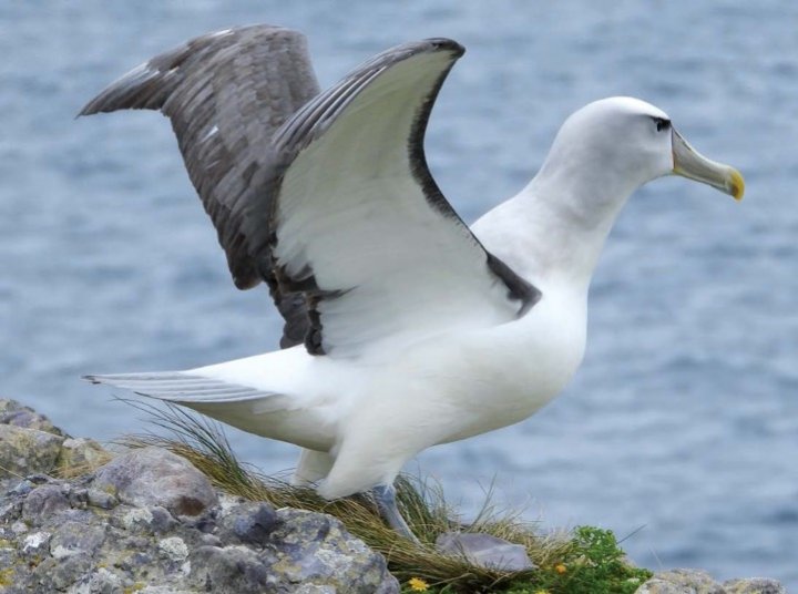 Image of adult Shy Albatross at breeding site on Albatross Island, Tasmania.