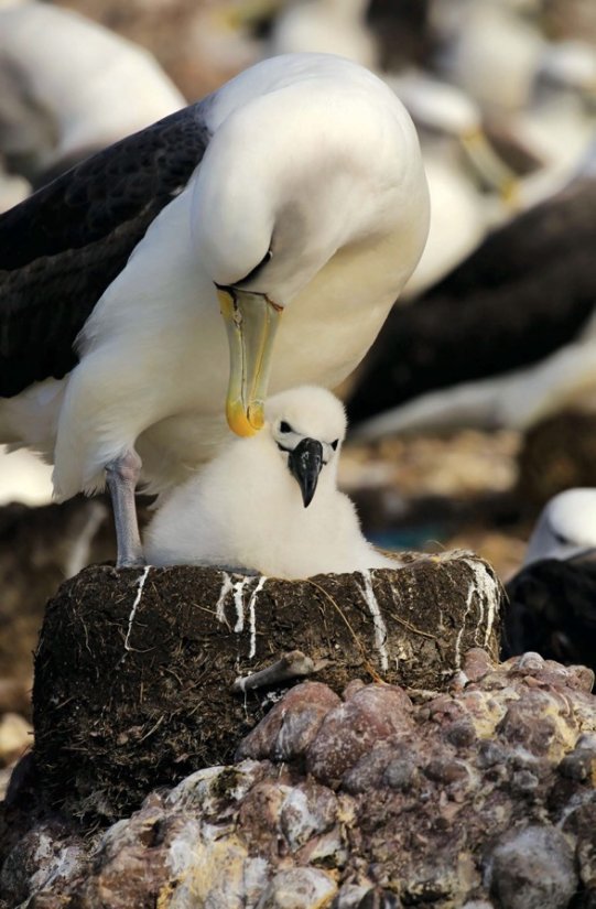 Image of adult Shy Albatross and Chick at breeding site on Albatross Island, Tasmania