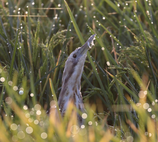 Australasian BIttern