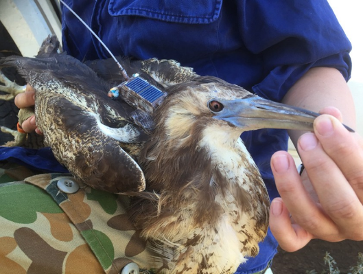 Australasian Bittern