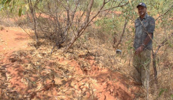 Albert Wiggan pointing out a bilby burrow on Nyul Nyul country in the Kimberley, WA 