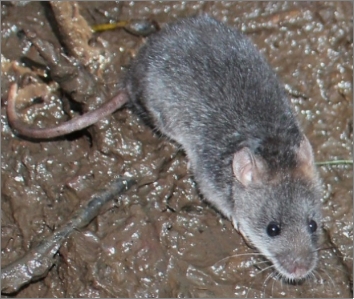 A water mouse on wet mud.