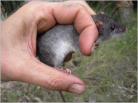An adult hand holding a water mouse, with grass in the background.