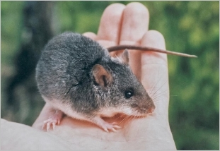 Picture of a water mouse in the hand showing its grizzled grey fur, white underbelly and upper lip, and unwebbed feet