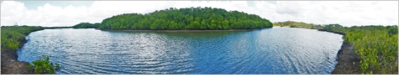 A panorama photo of a tidal river that is lined by mangroves
