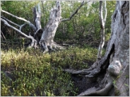 A photo of the base of two large, old and hollow mangrove trees, surrounded by small mangrove seedlings.