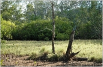 A photo with mangroves pneumatophores and saltmarsh in the foreground, and mangrove and casuarina trees in the background