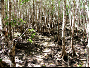 A photo of many tall and slender mangroves with buttress roots and lots of bare ground in between.