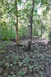 A photo of mangrove community with sparse mature mangroves and dense seedlings.