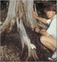 A man squats beside a dead tree that has mud packed among its buttress roots.