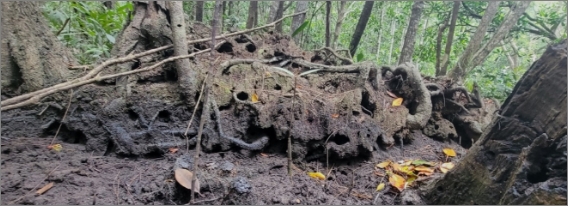 A photo of a mud bank with holes in it that is created by interconnected tree roots. The mud bank is raised above the surrounding bare mud. Mangrove trees and mangrove ferns are visible in the background.