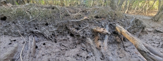 A photo of a mud bank with holes in it that is created by a network of small tree roots and large logs. The mud bank is raised above the surrounding bare mud. Mangrove trees and mangrove ferns are visible 